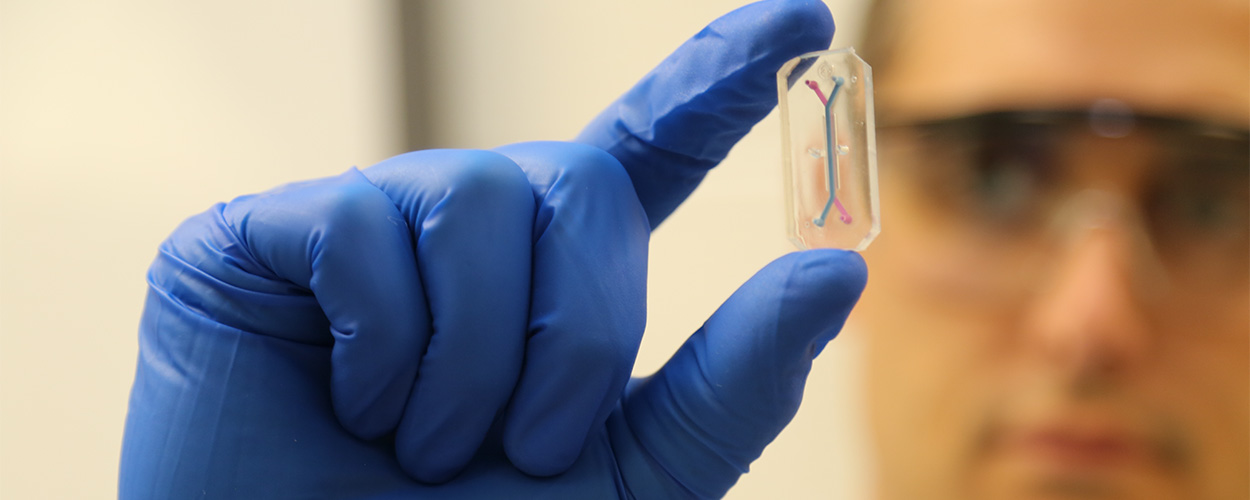 Kyle Glover, Ph.D., peers at a microfluidic chip containing layers of human liver cells.